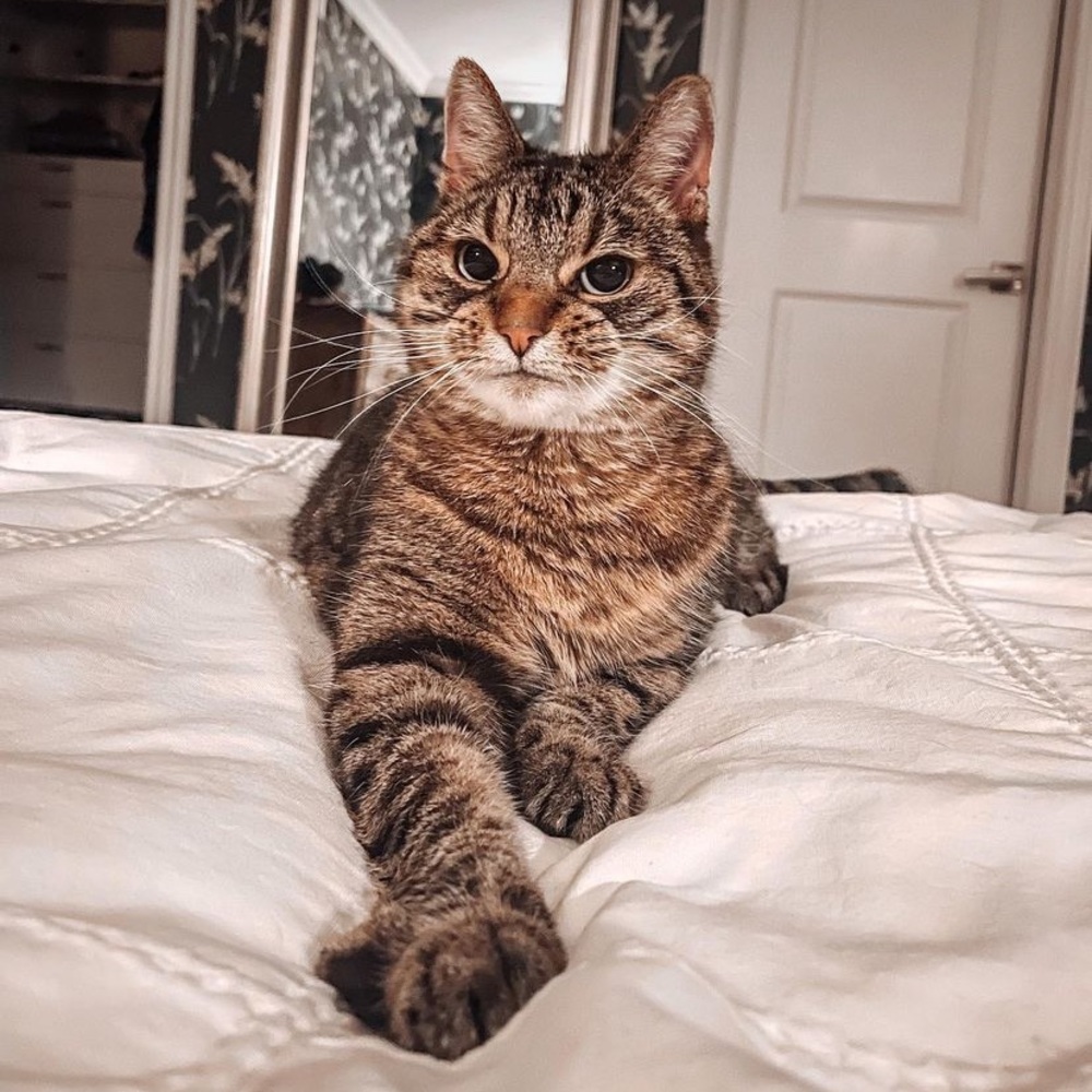 Meet your Posher, Phoebe